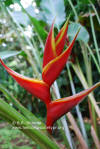 Heliconia bihai x caribaea 'Kawauchi'